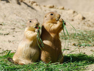 Картинка животные суслики сурки