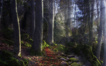 Картинка природа лес