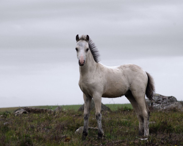Обои картинки фото животные, лошади