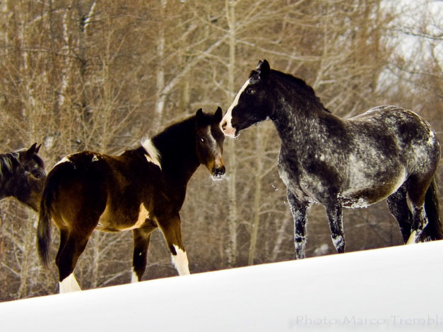 Обои картинки фото животные, лошади