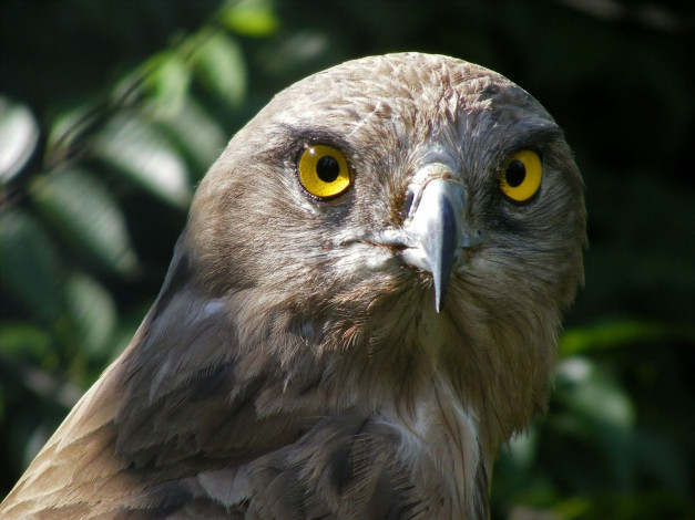 Обои картинки фото животные, птицы, хищники