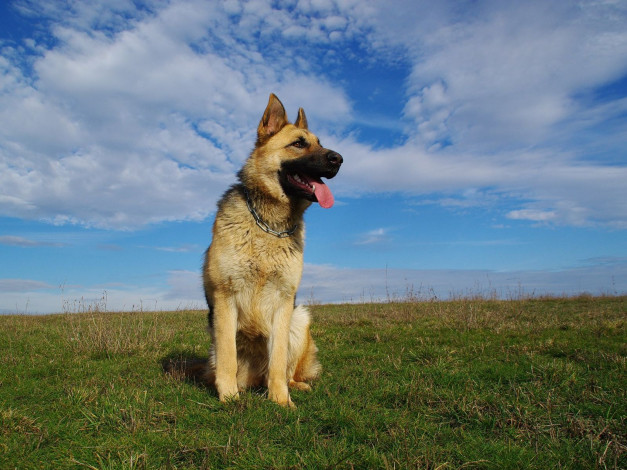 Обои картинки фото животные, собаки