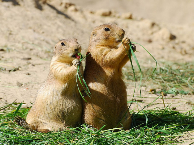 Обои картинки фото животные, суслики, сурки