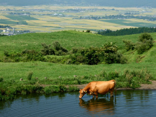 Картинка животные коровы буйволы