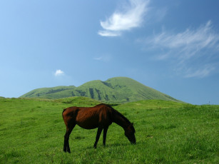 Картинка животные лошади