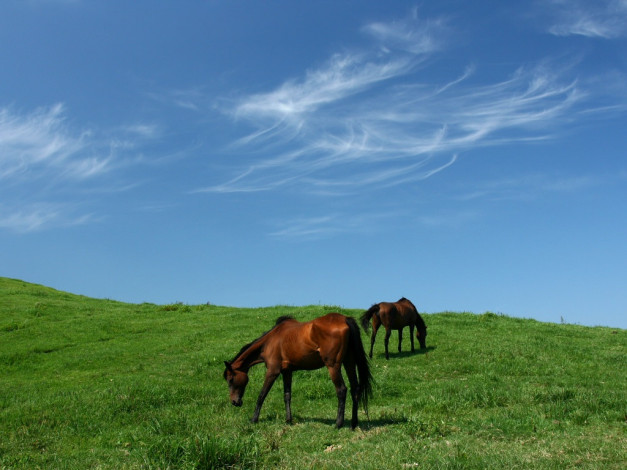 Обои картинки фото животные, лошади