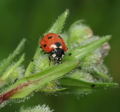 Картинка животные божьи коровки божья коровка