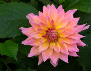 Картинка цветы георгины лепестки