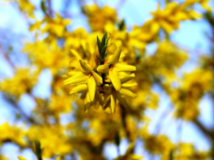 Картинка цветы цветущие деревья кустарники желтый