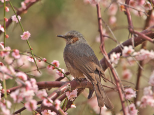 Картинка животные птицы ветка