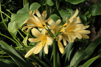 Картинка цветы кливия желтые