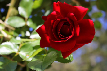 Картинка цветы розы красный