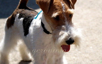 Картинка автор geronima животные собаки fox terrier