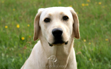 Картинка автор geronima животные собаки retriver