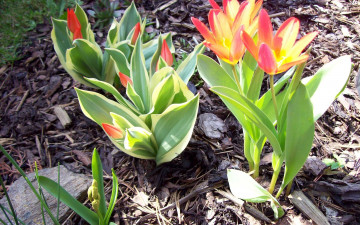 Картинка цветы тюльпаны бутоны