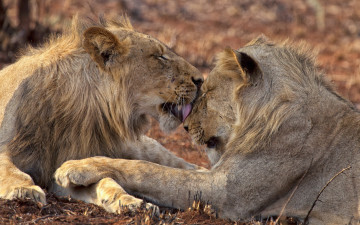 Картинка животные львы