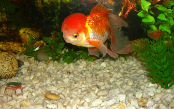 Картинка животные рыбы камни водоросли рыбка аквариум