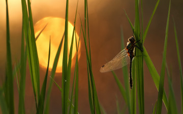Картинка животные стрекозы закат