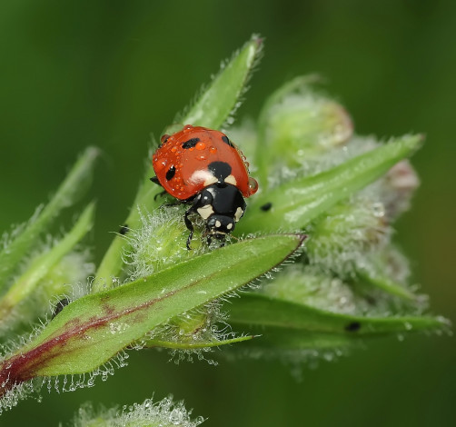 Обои картинки фото животные, божьи, коровки, божья, коровка