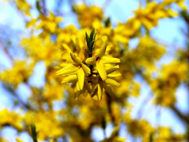 Обои картинки фото цветы, цветущие, деревья, кустарники, желтый