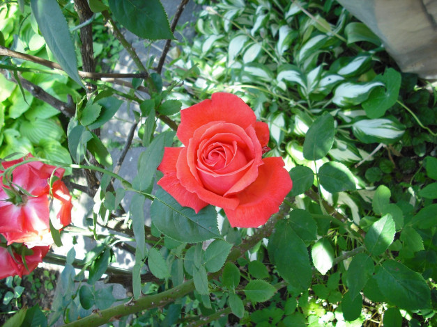 Обои картинки фото цветы, розы, розовый