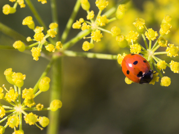 Обои картинки фото животные, божьи, коровки, цветок