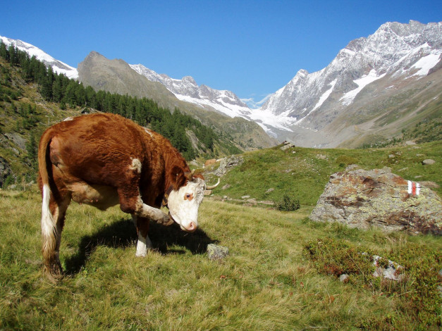 Обои картинки фото животные, коровы, буйволы, cow