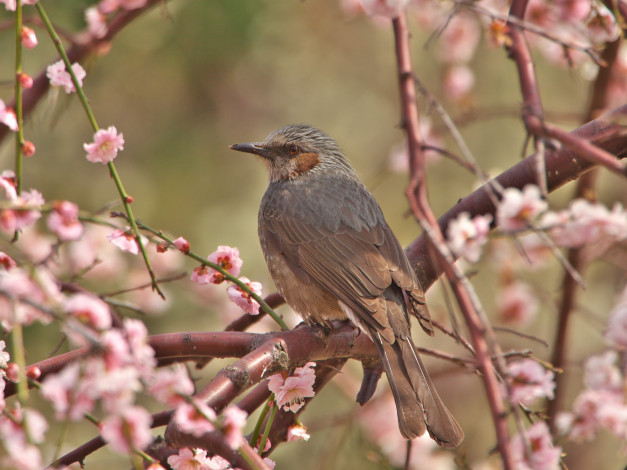 Обои картинки фото животные, птицы, ветка