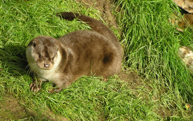 Обои картинки фото выдра, животные, выдры, каланы, ондатры, зверек, трава