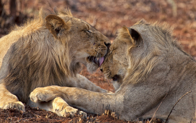 Обои картинки фото животные, львы