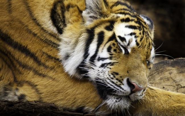 Обои картинки фото животные, тигры, тигр