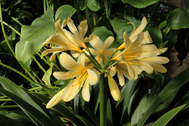 Обои картинки фото цветы, кливия, желтые