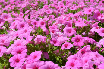 Картинка цветы петунии +калибрахоа много розовый