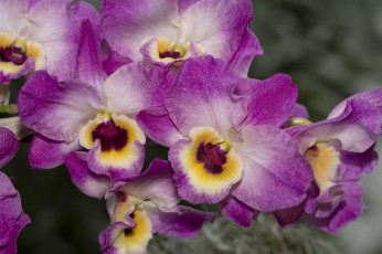 Картинка цветы орхидеи экзотика