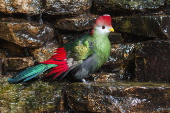 Картинка животные турако экзотика яркий