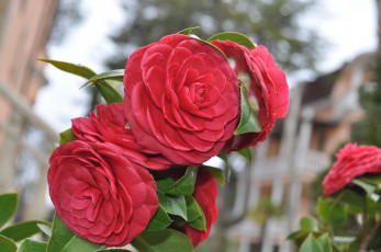 Картинка цветы камелии цветение красота