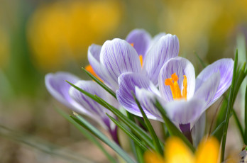 Картинка цветы крокусы весна