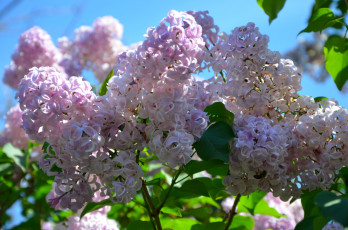 Картинка цветы сирень весна