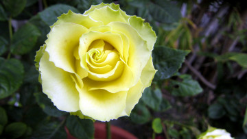 Картинка цветы розы одиночка