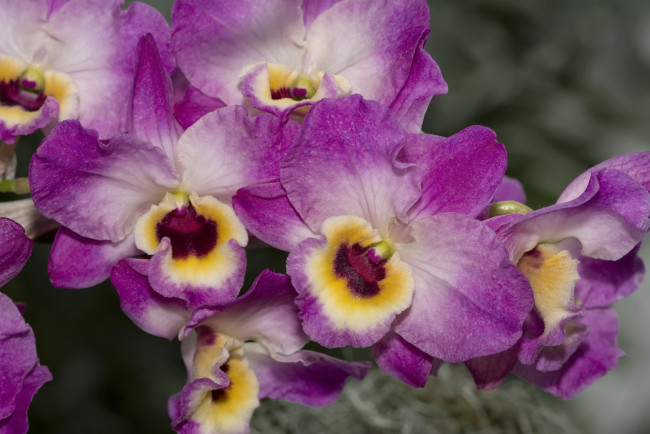 Обои картинки фото цветы, орхидеи, экзотика