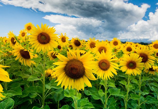 Обои картинки фото цветы, подсолнухи, поле