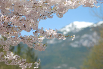 Картинка цветы сакура +вишня макро нежность