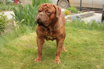 Картинка бордоский+дог животные собаки бордоский дог собака