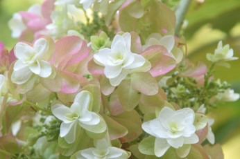 Картинка цветы макро размытость