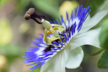 Картинка цветы пассифлора макро