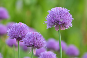 Картинка цветы сиреневые фон макро шарики