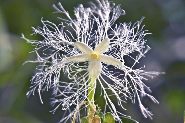 Обои картинки фото цветы, макро, отростки, цветок