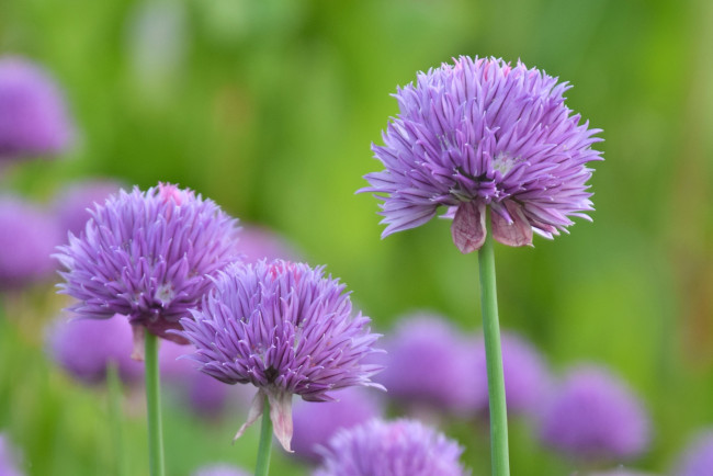 Обои картинки фото цветы, сиреневые, фон, макро, шарики