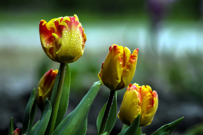 Обои картинки фото цветы, тюльпаны, бутоны, капли