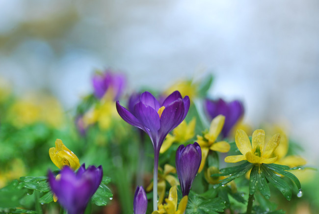Обои картинки фото цветы, разные вместе, крокусы